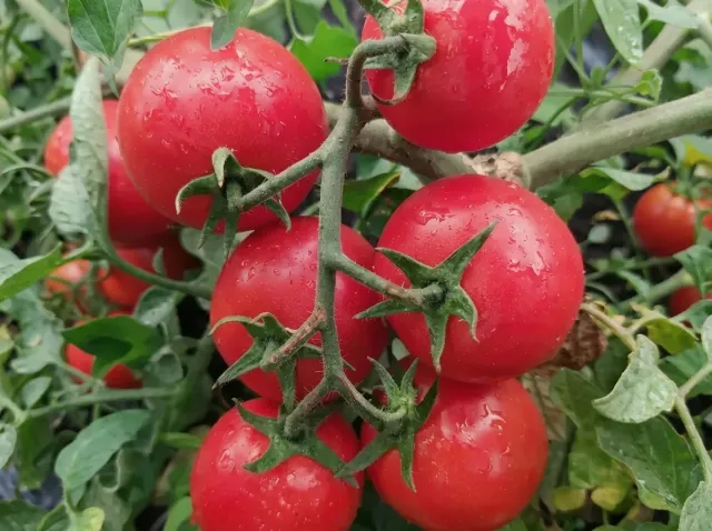 A cluster of ripe red Victoria F1 tomatoes on the vine