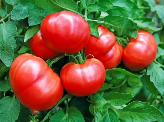 Ripe red tomato fruits 'Lastochka F1' on a bush with leaves
