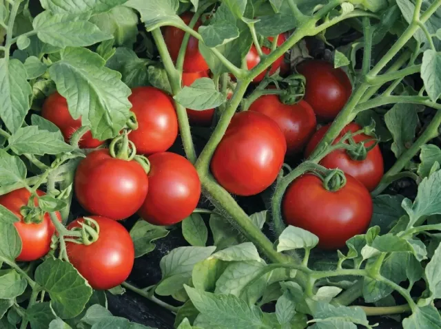Ripe red tomato fruits of the Olya F1 variety on the bush
