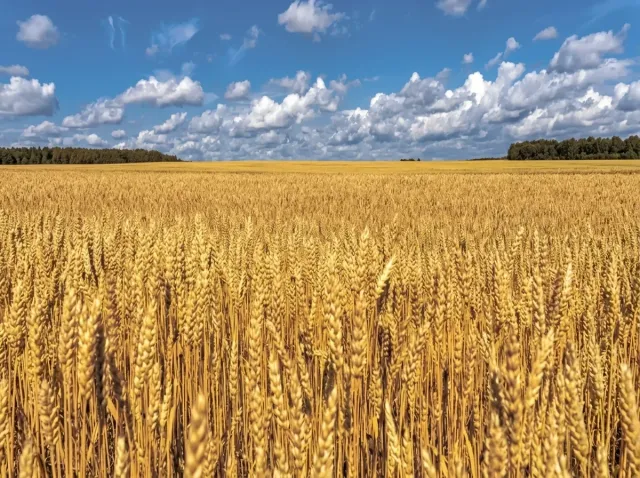 Wheat field where the herbicide Diplodok can be applied