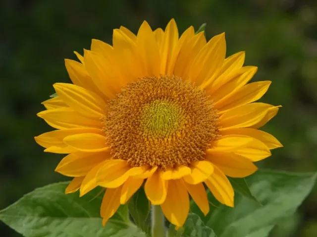 Sunflower flower of the Ukrainian F1 variety close-up
