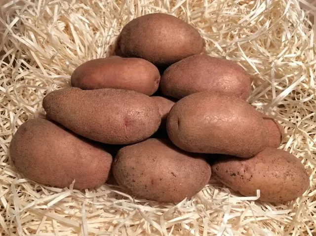 Luch variety potatoes, tubers on wood shavings