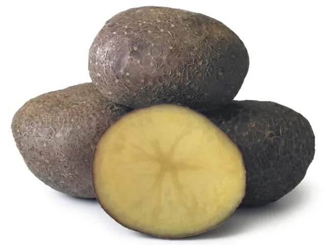 Kimeria