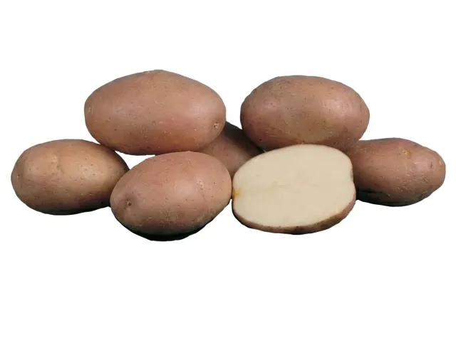 Potato Romano on white background