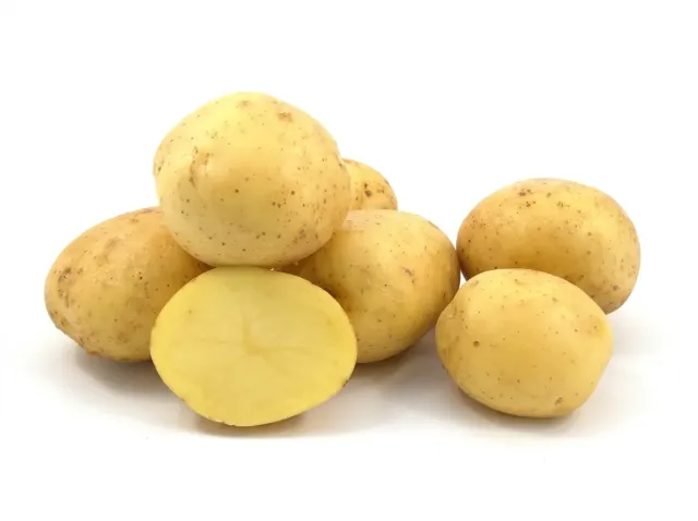 Клубни картофеля сорта Кондор
