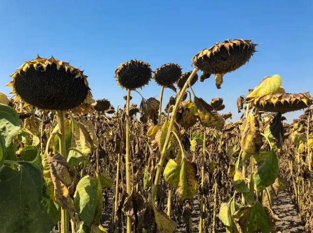 A mature sunflower field of the NS-Sumo-2017 variety before harvest