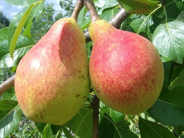 Pears of the Forest Beauty variety on a tree branch