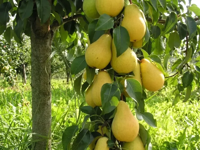 Чижовская