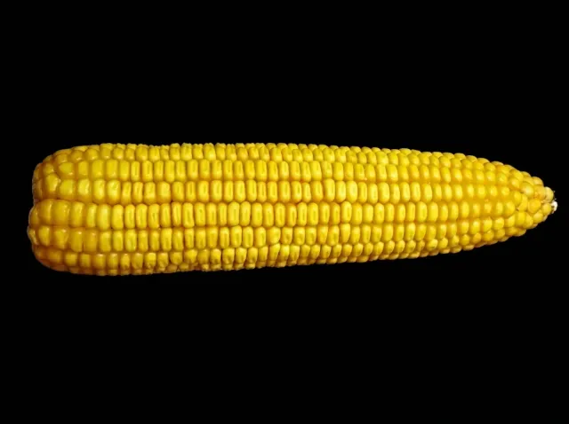 Yellow corn cob on black background - Lubava 279 MV