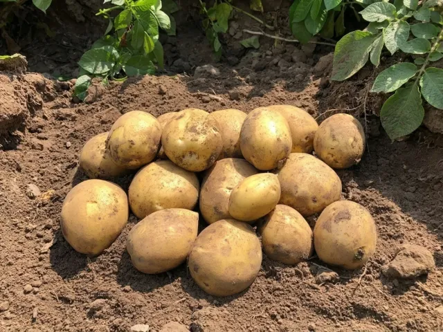 Сорая