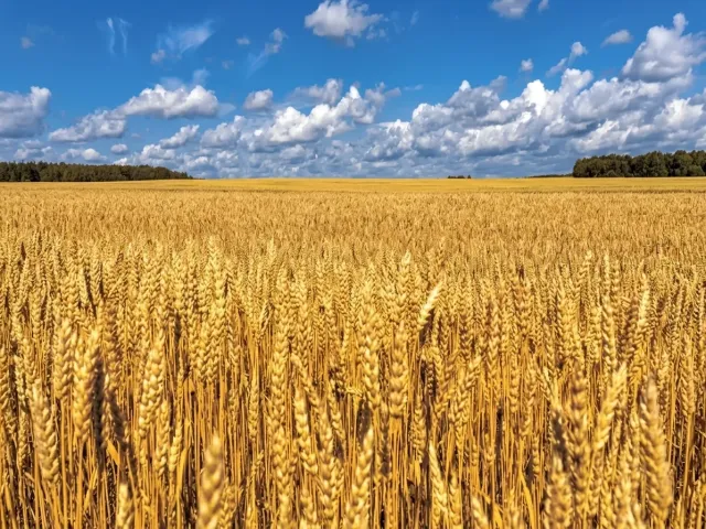 Сангли