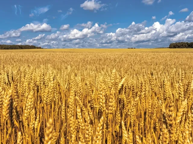 A wheat field where the herbicide Stobob can be applied