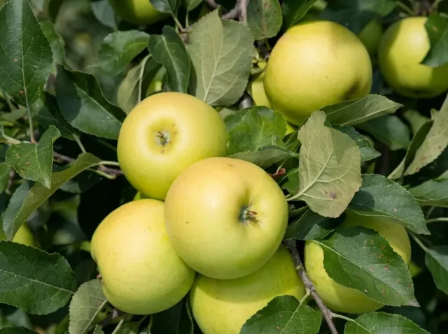 Ripe yellow Mutsu apples on a tree branch