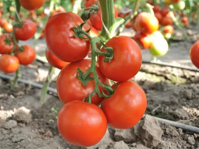 A cluster of ripe 'Chinto F1' tomatoes on the vine in a greenhouse