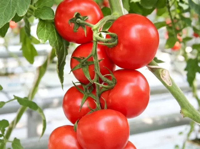 A cluster of ripe red tomatoes of the Pragmatik F1 variety on the vine