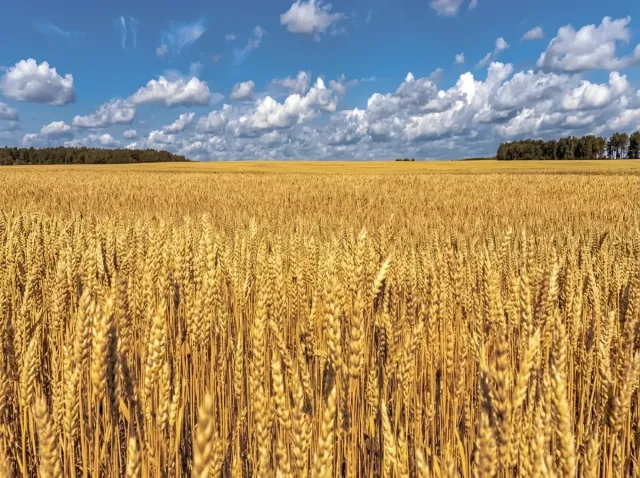 Wheat field where the herbicide Citrine is applied