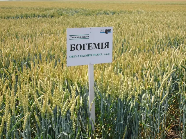 Bohemia