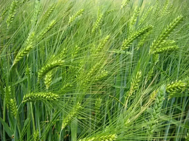 Green field of Luran barley