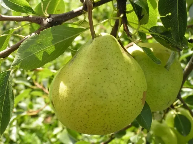 A ripe Zolotovorotska pear on a tree branch