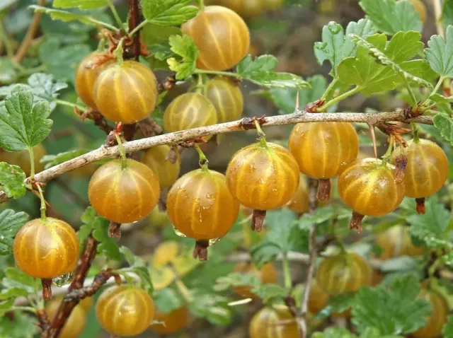 Плоды крыжовника сорта «Золотистый» на ветке