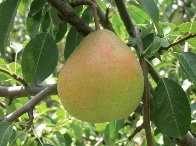 Ripe pear of Oksamyt variety on a tree branch