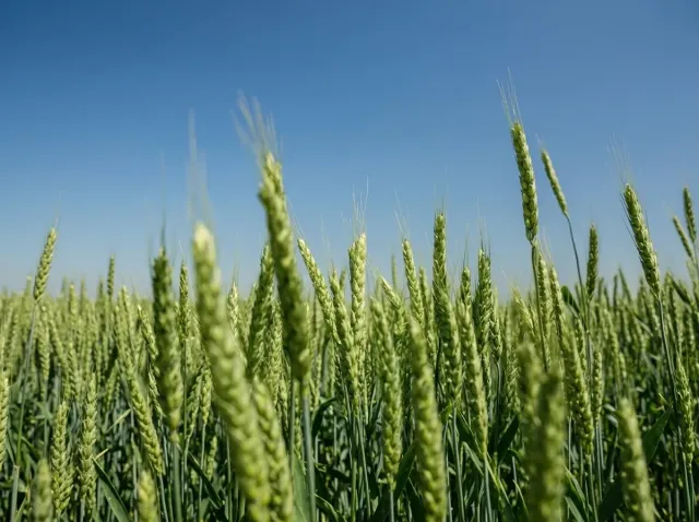 Green wheat ears in the field, application of Avibif 15% VRK growth regulator