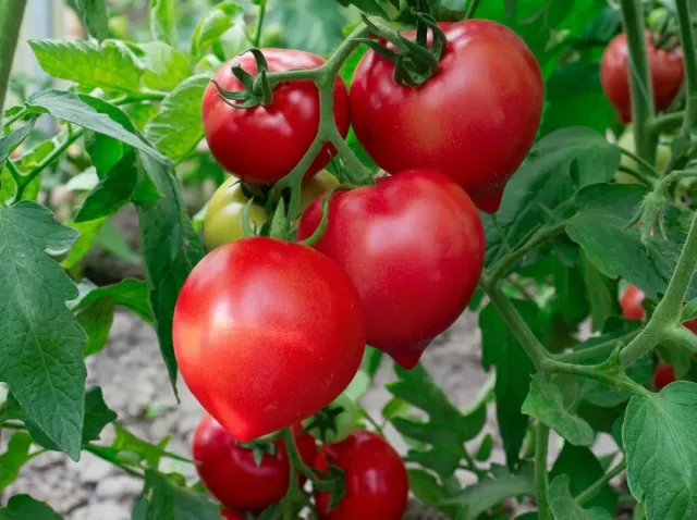 Cluster of ripe Pink Dream F1 tomatoes on the vine