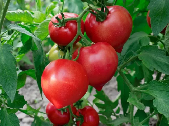 Ripe fruits of Streza F1 tomato on the plant