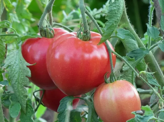 Ripe tomatoes of the Semko 18 F1 variety on the bush