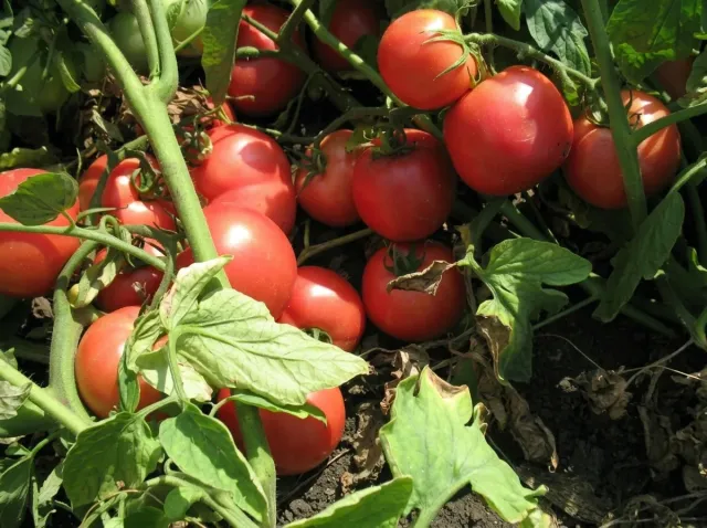 Red tomatoes on vine - Tarpan F1