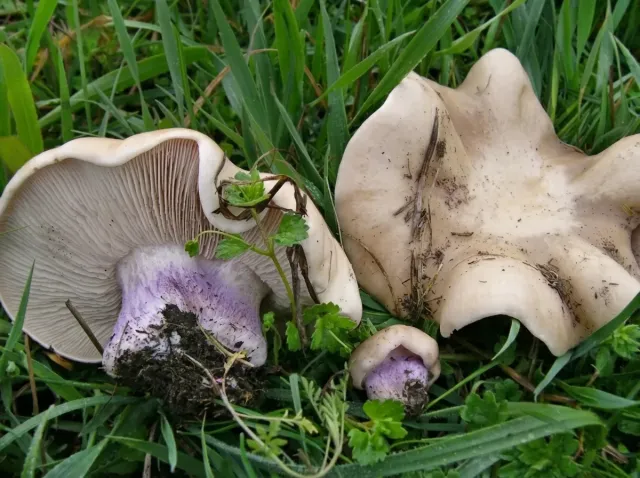 Lepista personata (field blewit) mushroom in the grass