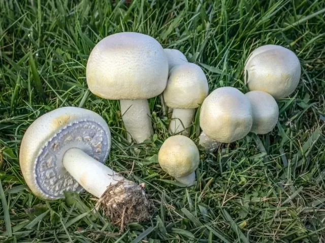 Garden Mushroom