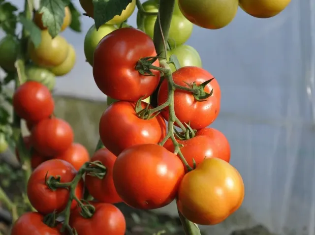 Ripe tomato fruits of Beryl RC F1 variety on the vine