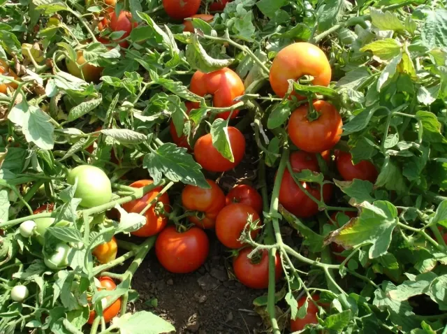 Ripe and green tomatoes on the vine - Shady Lady F1
