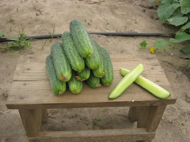 Fresh Ajax F1 cucumbers on a wooden table