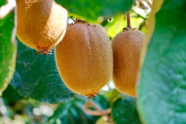 Fruits of actinidia variety Karpat Stratona Valentine on a branch among leaves