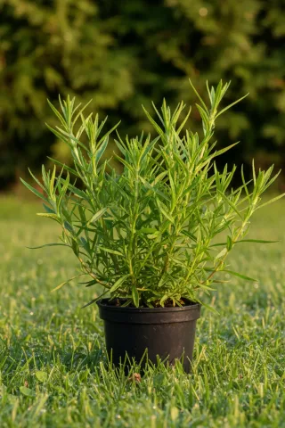 Tarragon seedling of the 'Smaragd' variety in a plastic pot on the grass