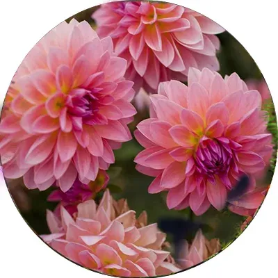 Blooming pink dahlia flowers of 'Venus' variety