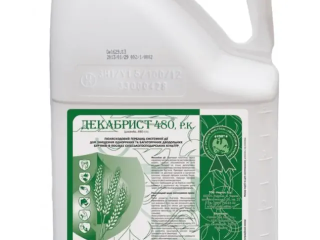 Декабрист 480