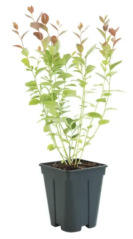 Blueberry seedling FS12205 in a plastic pot