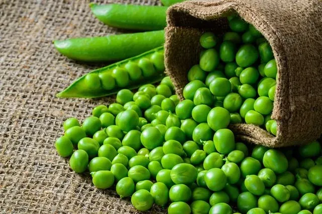 Свежий зеленый овощной горох сорта Цукрови нотки из мешочка и стручки на мешковине