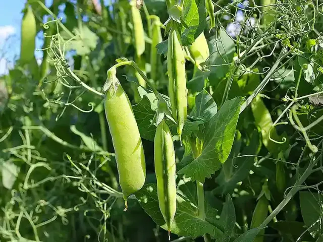 Камелеон