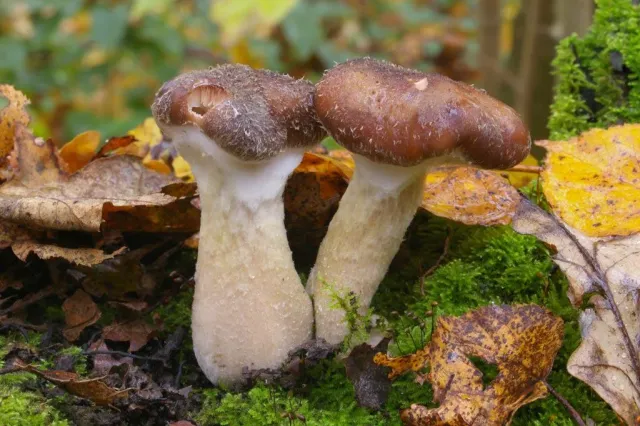 Грибы опята толстоногие (Armillaria gallica) растут в лесной подстилке