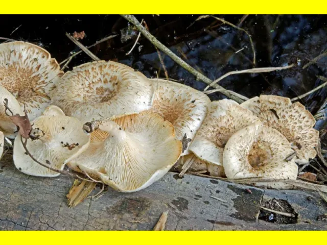 Грибы паннус тигровый (Lentinus tigrinus), растущие на древесном стволе