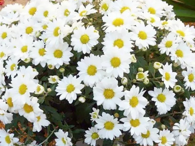 White Chrysanthemum