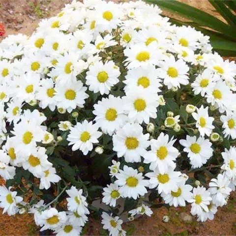 White Chrysanthemum — close-up of a flowering bush with white blooms and yellow centers