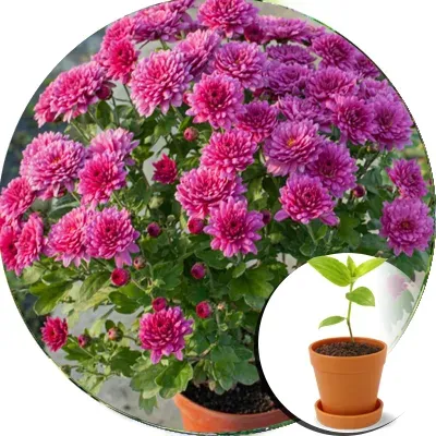 Flowering bush of 'Tatyana's Day' chrysanthemum in a pot