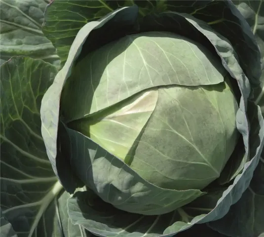 Head of Fresco F1 cabbage in the field