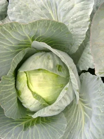 Fresh cabbage Romeo