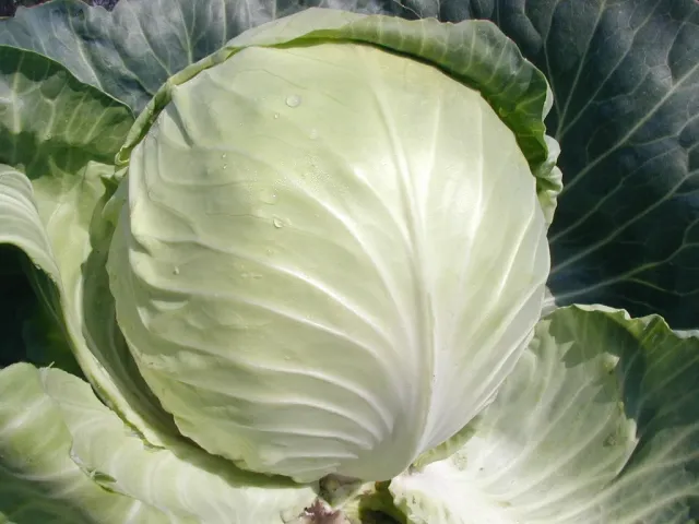 Fresh Selma F1 cabbage